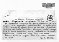 Diplodia carpini image